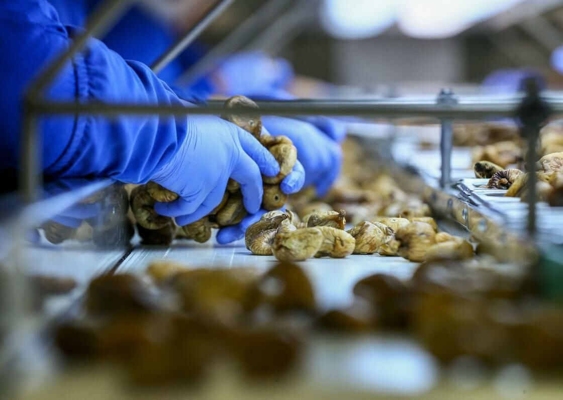 Kuru incir üretimi için gerekli olarak incir meyveleri %30 ile %50 nem oranına sahip olan yere düşen meyvelerden elde edilmektedir. Toplanan incirler ise %20 nem oranına gelene kadar özel olarak tasarlanmış olan kerevetler kurutulmaktadır.