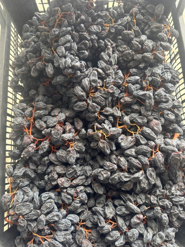 Malatya Salkım Üzüm Kurusu